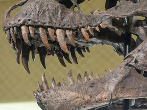 Argentine archaeologists unearth remains of a 90 million-yr old herbivore dinosaur