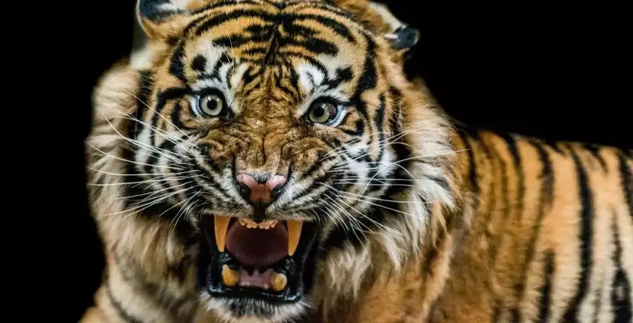 Strongest animals in the world - Vimarsana News