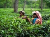 Bad news for chai lovers! Heat wave worries reach North Bengal as tea biz suffers