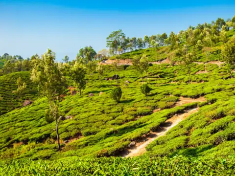 Severe hit in tea industry