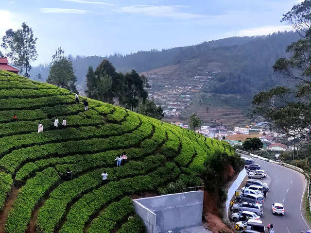 ​Charming tea estates​