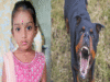 Chennai local body announces strict rule for pet dogs after Rottweilers maul 5-year-old: Read new rules here