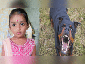 Rottweiler dogs attack Chennai