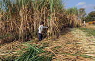 India offered sugarcane sop vastly in excess of WTO limits: US and Australia