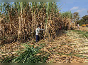 Workers harvest sugarcane in a filed in Kolhapur district