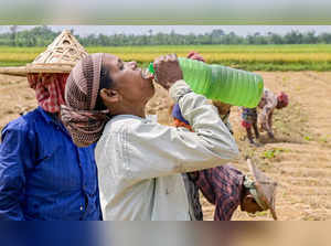 Nadia: A labourer drinks water on a hot summer day at an agricultural field, in ...