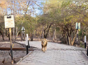 Junagadh, Mar 30 (ANI): An Asiatic lion crossing the railway tracks at Sasan Gir...