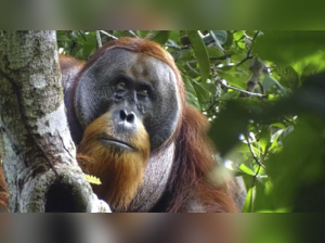 wild orangutan