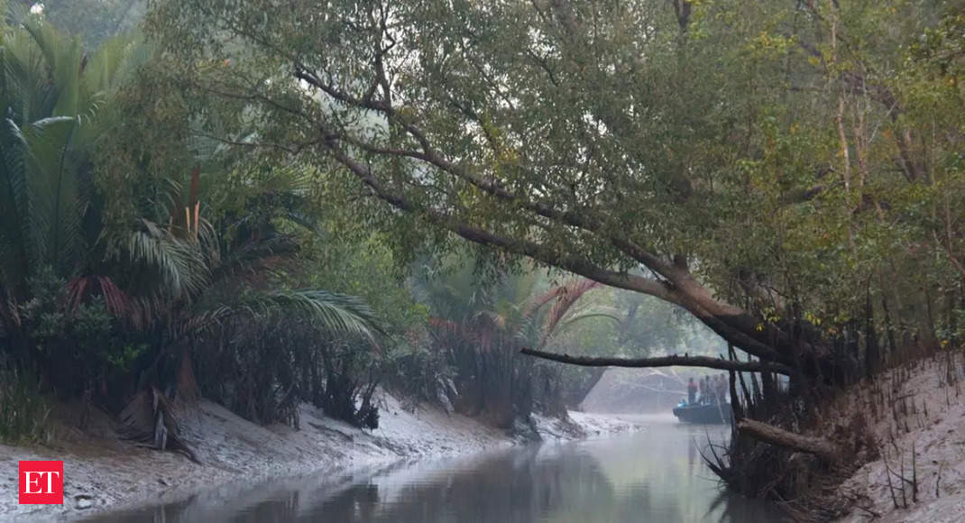 Saving the ecology – Mangroves of Sunderbans are under threat, courtesy air pollution: Key points from study