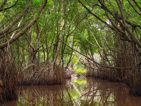Saving the ecology