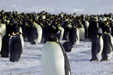 India in talks with like-minded countries to regulate tourism in Antarctica