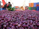 LS polls: Ahead of remaining two phases in Maharashtra, focus shifts to onion belt