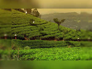 Production of tea down all over India by 13 million kg
