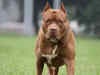 Tamil Nadu bans 23 'ferocious' dog breeds including Pitbull terrier