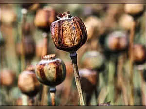 Central Bureau of Narcotics plans to conduct GIS mapping to monitor opium cultivation:Image