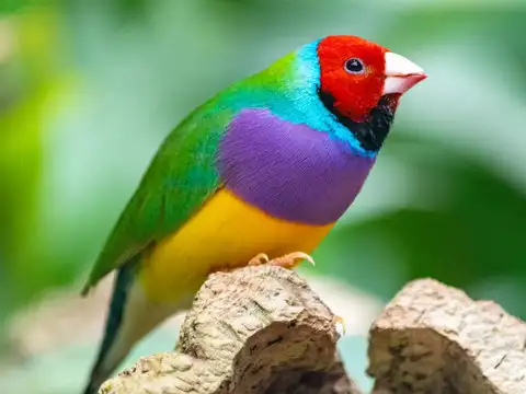Gouldian Finch