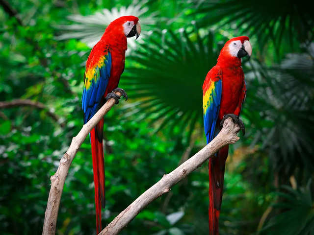 Sacrlet Macaw
