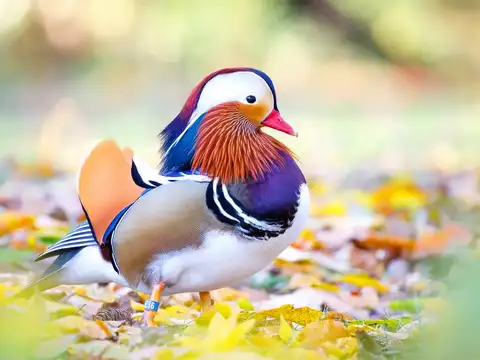 Mandarin Duck