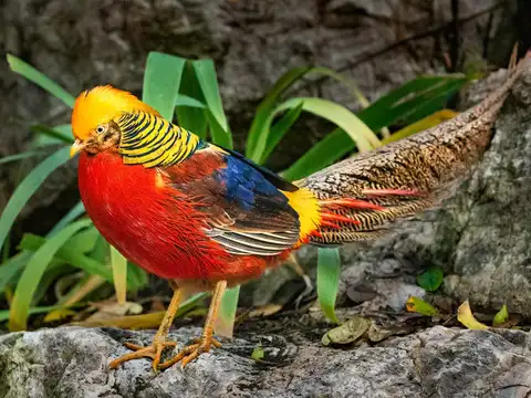 Golden Pheasant