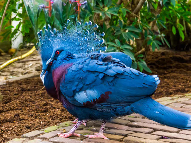 Blue crowned pigeon