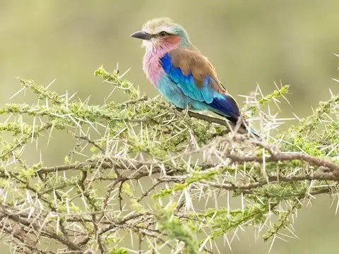 Lilac-breasted roller