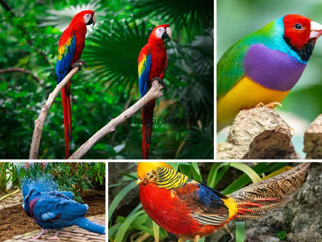 ​7 stunning yet uncommon birds around the world​