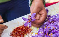 In rare form, saffron worth king’s ransom: ‘Kesar’ prices soar up to Rs 4.95 lakh/kg in retail as Iran tensions weaken its exports of the spice