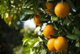 Top orange juice supplier seen having worst crop in 36 years