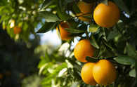Top orange juice supplier seen having worst crop in 36 years