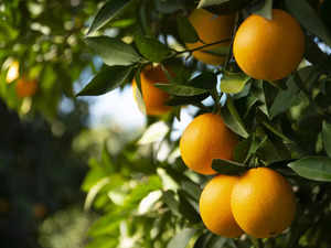 Top orange juice supplier seen having worst crop in 36 years:Image