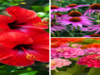 9 flowers that can survive heatwave
