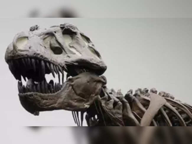 T. rex dinosaur not as intelligent as monkeys, reveals study