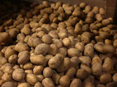 Potato Prices Likely to be on Hot Plate till Year-end