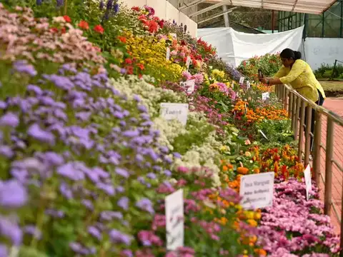 Lakhs of flowers