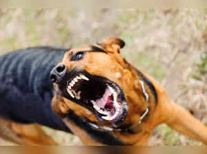 Five-month-old baby mauled to death by dog in Telangana:Image