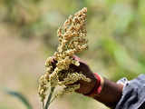 Google Arts & Culture and India's Ministry of Agriculture launch digital exhibit on millets