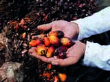 India's April palm oil imports jump 34 pc on lower global prices