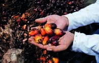 India's April palm oil imports jump 34 pc on lower global prices