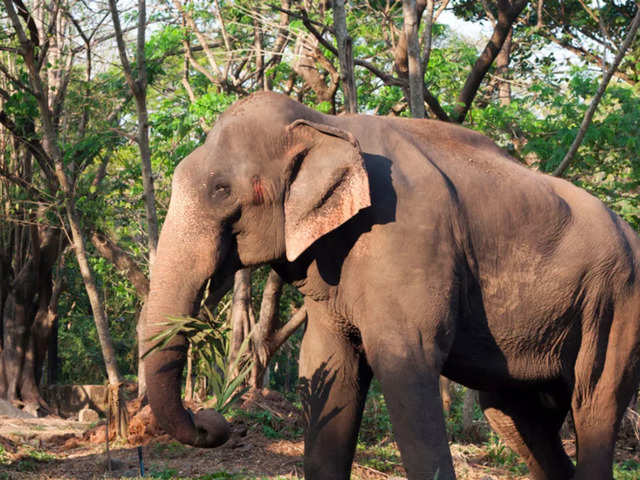 Anant Ambani's Vantara aids timely rescue of an ailing elephant and her calf