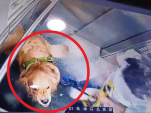 Dog walker repeatedly hits Golden Retriever inside Gurgaon society lift. Shocking video