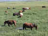 Manipur government initiatives safeguard endangered polo ponies through grassland allotment