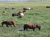 Manipur government initiatives safeguard endangered polo ponies through grassland allotment