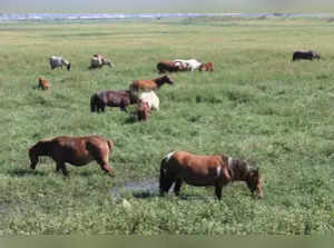 Manipur government initiatives safeguard endangered polo ponies through grassland allotment:Image