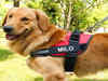 10 Most-Recommended Vest Harness for Dogs: Ensure Maximum the Safety of Your Pet