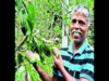 Meet the Udupi farmer who makes Rs 3 lakh per kilogram of mangoes from his terrace garden
