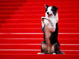 Cannes Film Festival 2024: Messi the dog sweeps red carpet