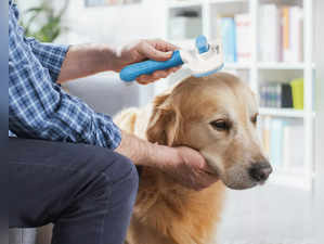 Best Dog Brushes in India for Clean and Shiny Coat (2024)