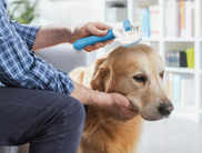 Best Dog Brushes in India for Clean and Shiny Coat (2024)