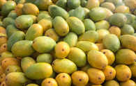 Odisha FPOs tap global markets with first export of mangoes, vegetables