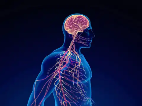 Skin, nerves and body affected